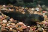 Crested Goby - Amazing Amazon