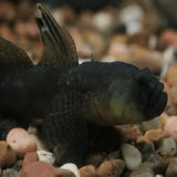 Crested Goby - Amazing Amazon