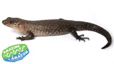 Cunningham's Skink - Amazing Amazon