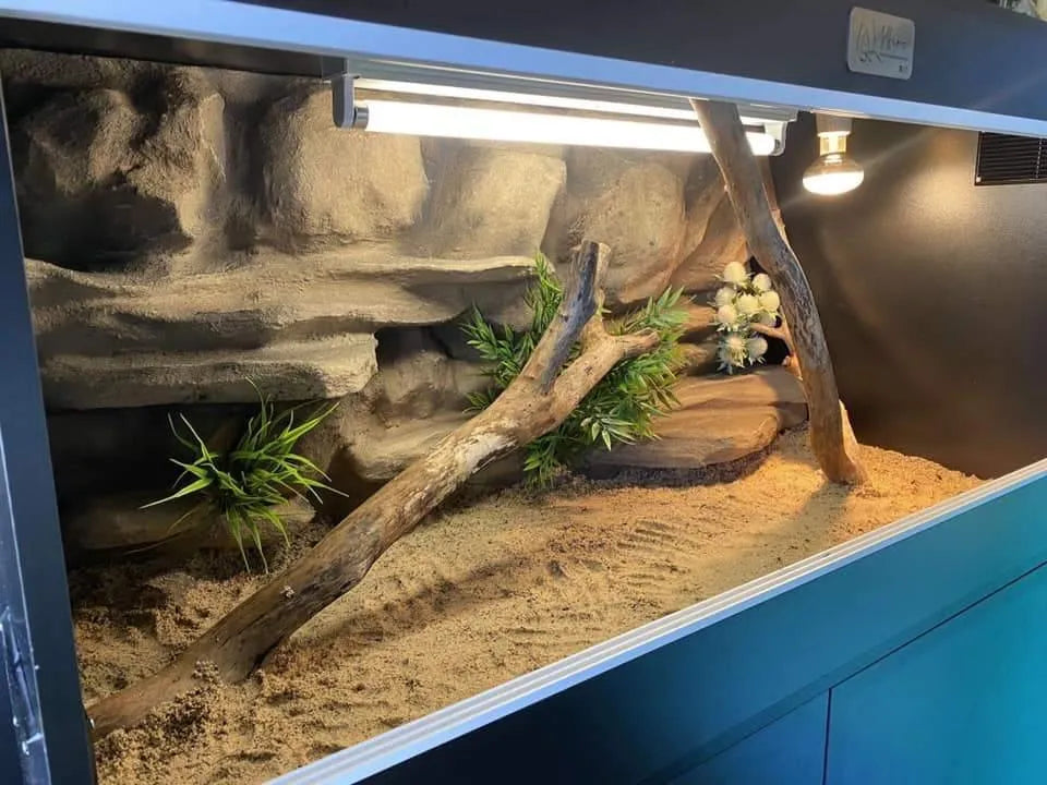 Bearded Dragon Tank Background