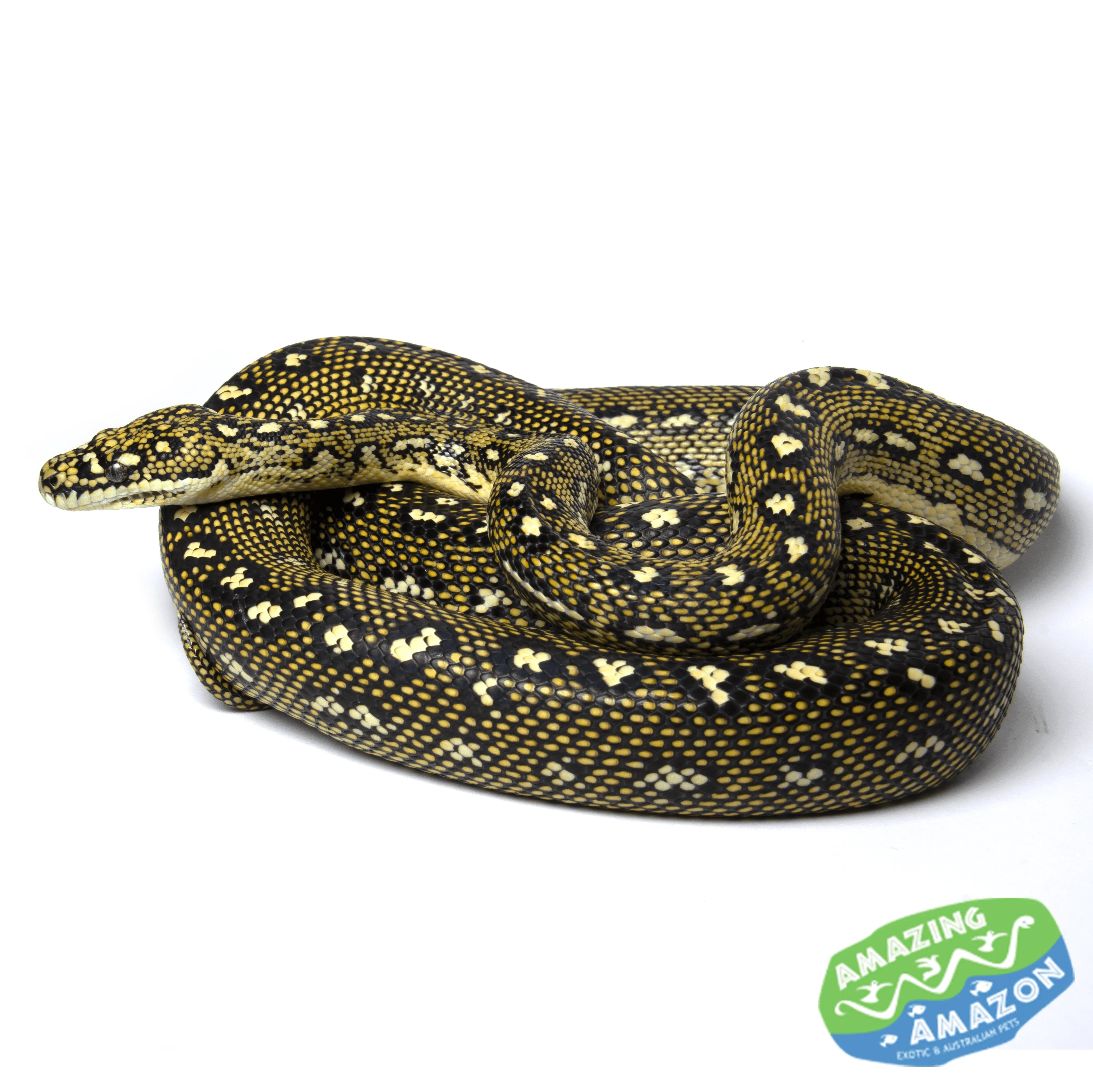 Dinmond Python Diamond Python - Amazing Amazon
