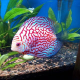 Discus Fish - Amazing Amazon