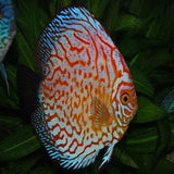 Discus Fish - Amazing Amazon