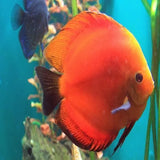 Discus Fish - Amazing Amazon