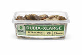 Plastic tub of extra large live Dubia roaches, 25mm size, ideal reptile feeder insects