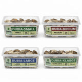 Assorted Dubia roaches in clear plastic tubs labeled small, medium, large, and extra large
