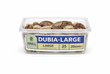 Tub of 25 large live dubia roaches for reptiles, labeled 20mm plus size.