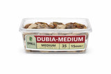 Container of 35 medium live dubia roaches, 15mm size, for reptile food or aquarium feed
