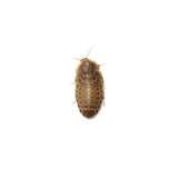 Dubia Roaches Live Reptile Food - Amazing Amazon