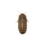 Dubia Roaches Live Reptile Food - Amazing Amazon