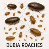 Dubia Roaches Live Reptile Food - Amazing Amazon