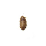 Dubia Roaches Live Reptile Food - Amazing Amazon