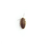 Dubia Roaches Live Reptile Food - Amazing Amazon