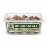 Plastic container of live small Dubia roaches, labeled 10mm+, for reptile food