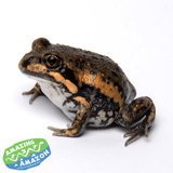 Eastern Banjo Frogs (Pobblebonks) - Amazing Amazon