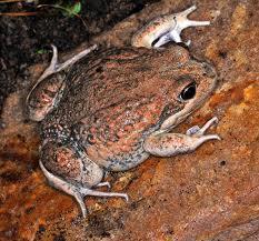 Eastern Banjo Frogs (Pobblebonks) - Amazing Amazon