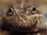 Eastern Banjo Frogs (Pobblebonks) - Amazing Amazon