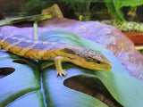 Eastern Bluetongue Lizards - Amazing Amazon