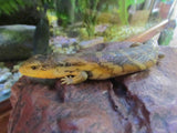 Eastern Bluetongue Lizards - Amazing Amazon