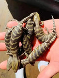 Eastern Bluetongue Lizards - Amazing Amazon
