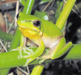 Eastern Dwarf Green Tree Frogs - Amazing Amazon