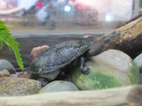 Eastern long-necked Turtle Adults/Sub Adults - Amazing Amazon