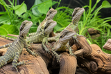 Eastern Water Dragon