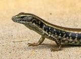 Eastern Water Skinks - Amazing Amazon