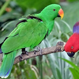Eclectus Parrots - Amazing Amazon