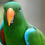 Eclectus Parrots - Amazing Amazon