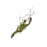 Eco Tech Large Vine Cluster Moss Lichen 50cm - Amazing Amazon