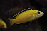 Electric Yellows - Amazing Amazon