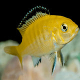 Electric Yellows - Amazing Amazon
