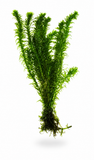 Elodea live aquarium plant
