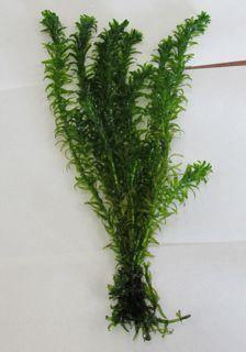 Elodea Live Plants x 6 Bunches - Amazing Amazon