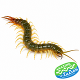 Tiger Centipede Ethmostigmus rubripes Cairns Form