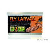 Exo Terra Black Solder Fly Larvae - Amazing Amazon