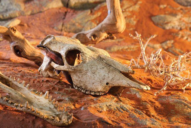 Exo Terra Buffalo Skull - Amazing Amazon