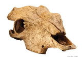 Exo Terra Buffalo Skull - Amazing Amazon
