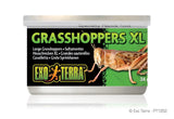 Exo Terra Canned Grasshopper XL - Amazing Amazon