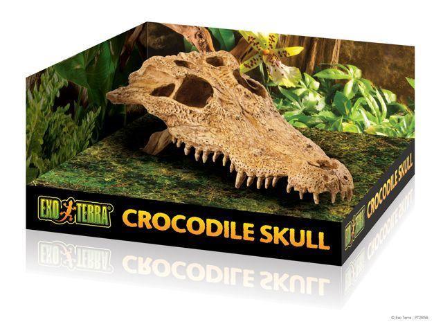 Exo Terra Crocodile Skull - Amazing Amazon