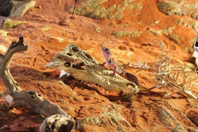 Exo Terra Crocodile Skull - Amazing Amazon
