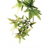 Exo Terra Jungle Plants Croton Medium - Amazing Amazon