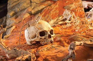 Exo Terra Primate Skull - Amazing Amazon