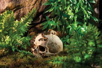 Exo Terra Primate Skull - Amazing Amazon