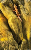 Exo Terra Rock Terrarium Background 45cm x 60 cm - Amazing Amazon