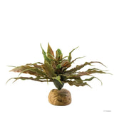 Exo Terra Star Cactus - Amazing Amazon