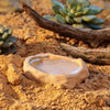Exo Terra Small Terrarium Dish filled with water on sandy soil in a reptile habitat