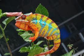 Exotic Reptiles Not Available In Australia Click For Photos - Amazing Amazon
