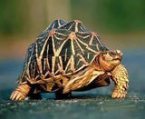 Exotic Reptiles Not Available In Australia Click For Photos - Amazing Amazon